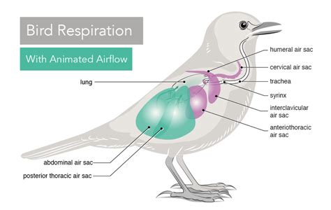 animated-respiratory-system | Bird Academy • The Cornell Lab