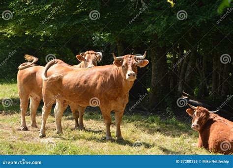 French Tarentaise Dairy Cattle Stock Image - Image of animals, french ...