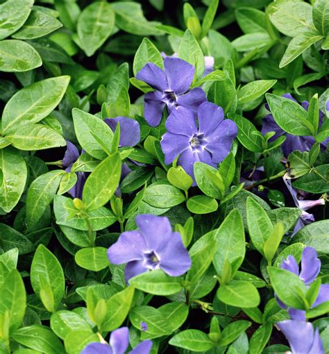 Everything You Need To Know About Vinca Plants - PSE