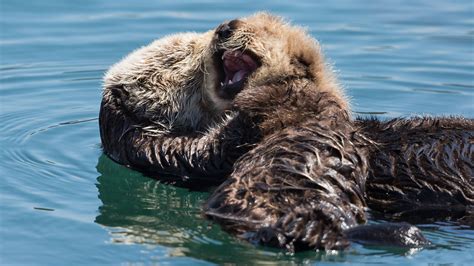 Why endangered sea otters still need protection