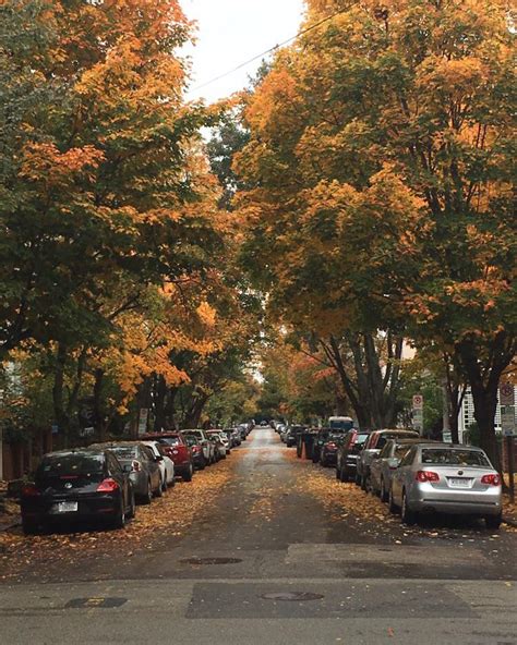 My neighborhood street is beautiful this time of year. : r/pics