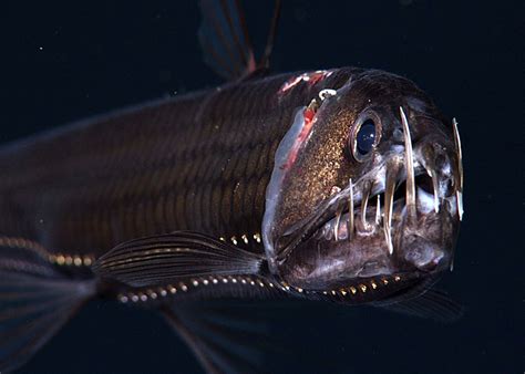 Pacific viperfish - MBARI