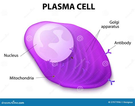 Structure De La Cellule De Plasma Illustration de Vecteur - Illustration du médecine, éducation ...