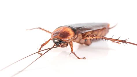 Roach Infestations: Causes & Prevention in Owasso Homes