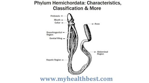 Phylum Hemichordata: Characteristics, Classification (With Diagram) - My Health Best ...