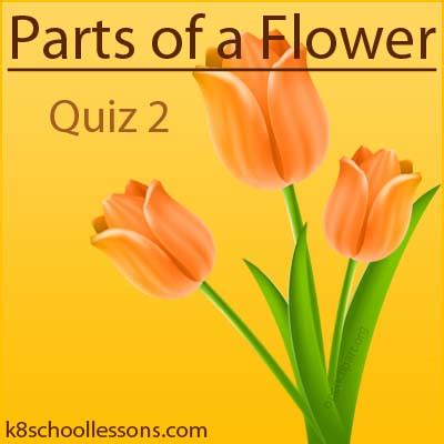 Parts of a Flower Quiz 2 | Science Quizzes | The K8 School