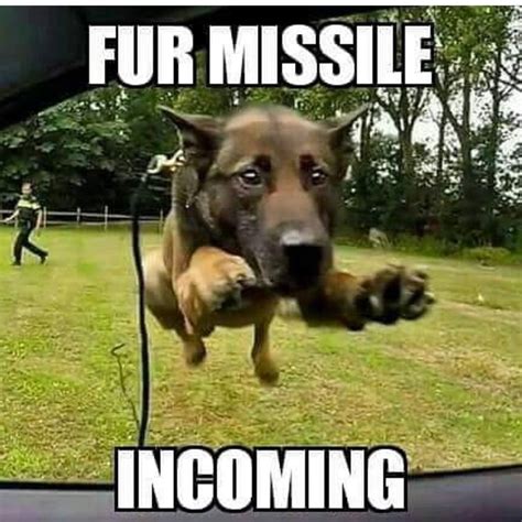 Pin by JDM on Working Dogs ️ | Funny dog memes, Funny animal jokes ...