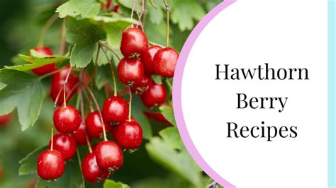 Hawthorn berry recipes - My Nature Nook