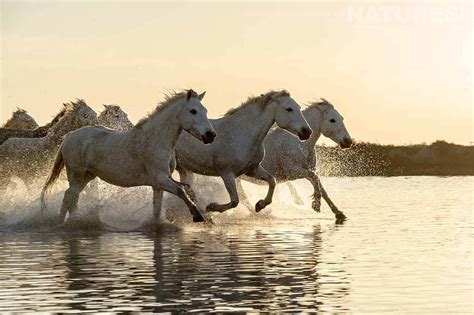 White Horse : Central Wallpaper: White Horses HD Wallpapers ...