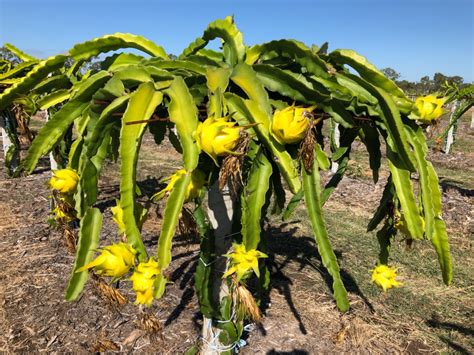 Yellow Dragon Fruit Tree