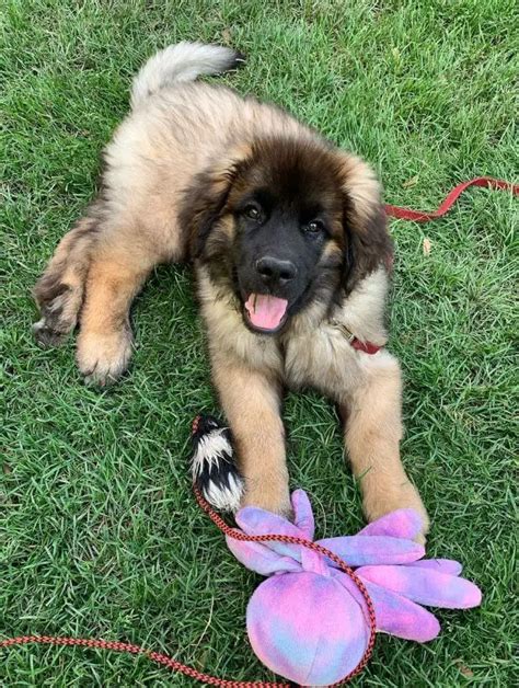 15 Photos Of Leonberger Puppies That Make Everyone's Heart Melt - ilovedogscute.com