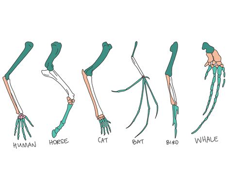 How Do Vestigial Structures Provide Evidence for Evolution? - Laney Lee