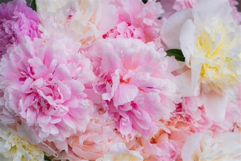 Floral Arrangement of Pink Pion Flowers Close-up Stock Image - Image of design, colorful: 199356433