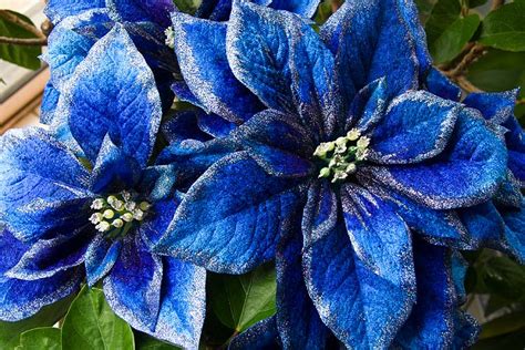 Blue Poinsettias - Antique Lilac