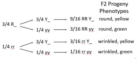 Genetics: Mendel crossed peas having round seeds and yellow cotyledons ...