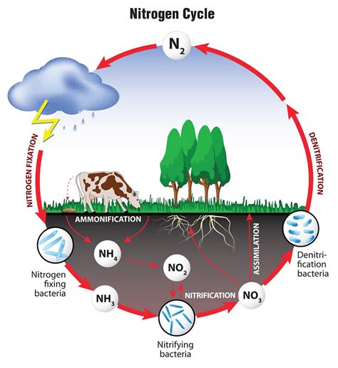 Connections: Nitrogen Primer - BioCycle BioCycle