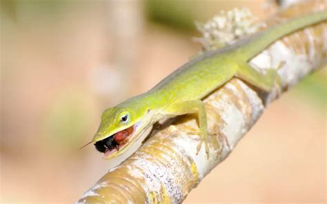 How Long Can Anoles Go Without Food and Water? - Reptile Jam