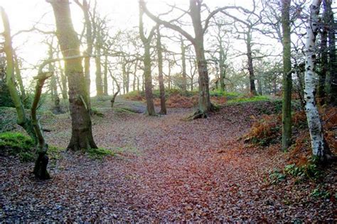 Free Images - swithland woods