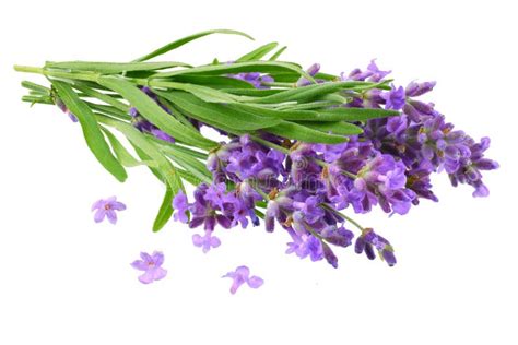 Lavender Flowers Isolated On White Background. Bunch Of Lavender Flowers Stock Photo - Image of ...