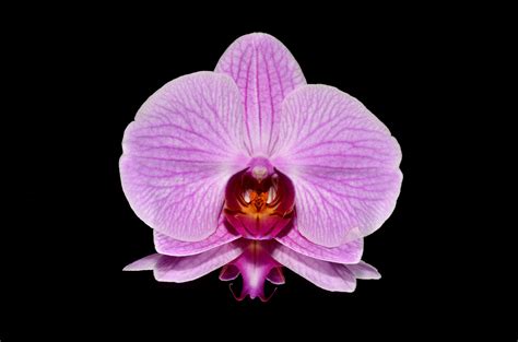 3840x2160 wallpaper | pink orchid | Peakpx