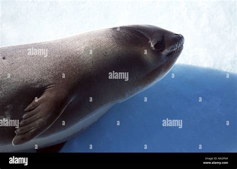 Ross seal (Ommatophoca rosii), on the ice, Antarctica Stock Photo - Alamy