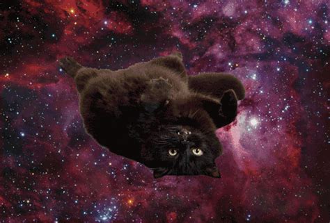 cats in space cat in space gif | WiffleGif