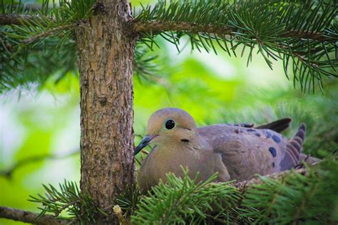 Nesting Dove Photograph by Christy Patino - Fine Art America