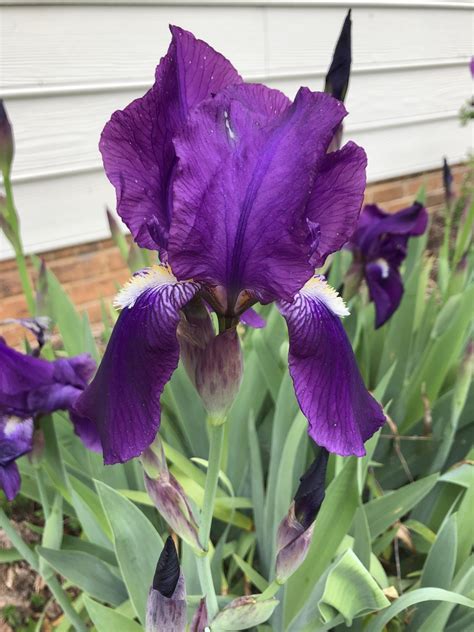 Iris x germanica (Bearded Iris, Common Flag, German Iris, Rhizomatous ...