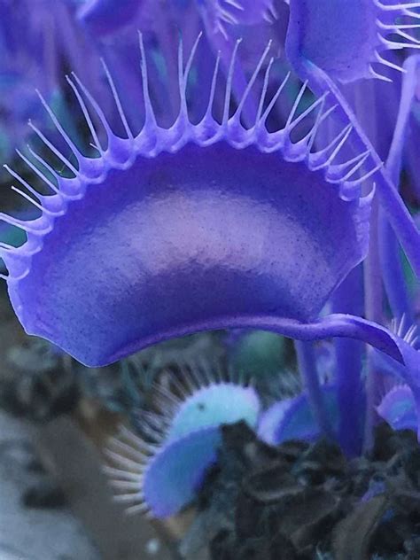 PSA: All Blue Venus Flytraps Are a Scam - Carnivorous Plant Resource