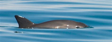 Vaquita | Species | WWF