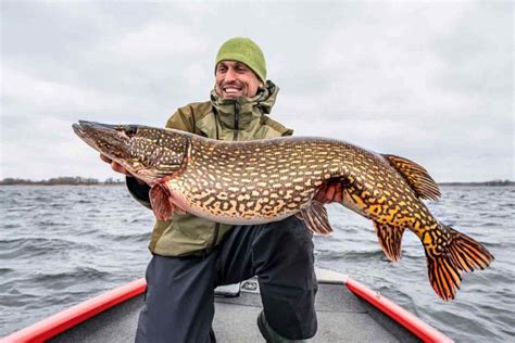 What Is the Biggest Pike Ever Caught? (With Maps and Tips) - Guide Recommended