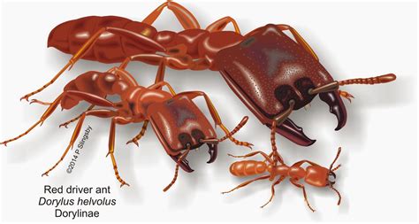 - Ants of Southern Africa -: Dorylus helvolus: the Red Driver ant