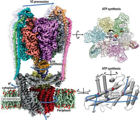 Structure and conformational plasticity of the intact Thermus ...