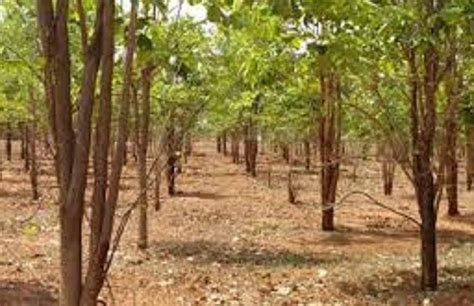 Not in Lakhs But Earn in ‘Crores’ by Cultivating Sandalwood (Chandan)