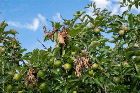 Apple orchard disease, the tree is infected with a bacterium. Apple ...