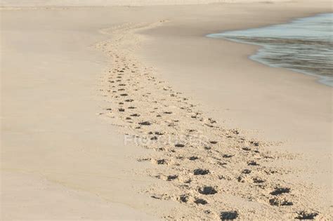 Footprints in the sand at the beach — grain, coastline - Stock Photo | #227260716