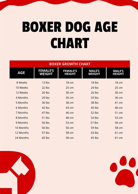 Boxer Dog Age Chart in PDF - Download | Template.net