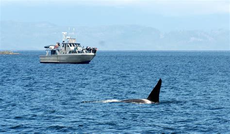 Mind Your Boat Speed, Leave Drone At Home Around Endangered Killer Whales | KUOW News and ...