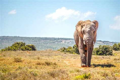 Visiting Addo Elephant National Park: A Guide