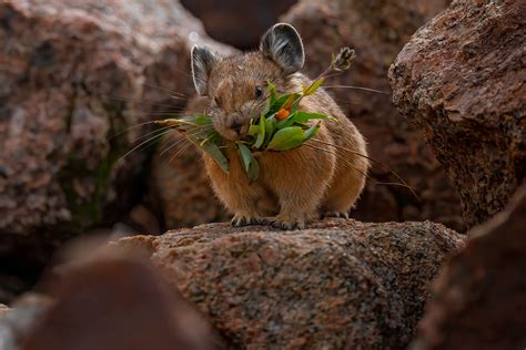 The Real-Life Pikachu: My 26 Pictures Of The American Pika (New Pics ...