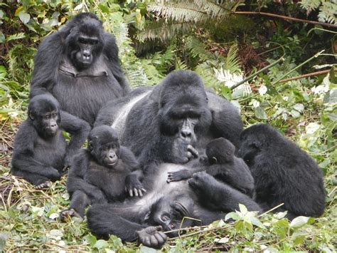 From the Field: Kelly Ostrofsky, Uganda - The Leakey Foundation