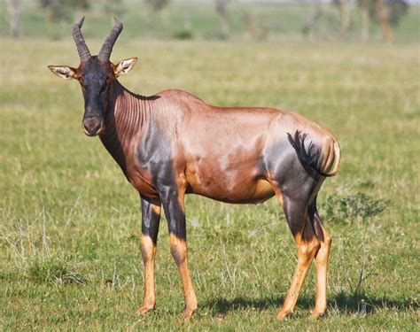 Topi | African Antelope, Adaptations & Habitat | Britannica