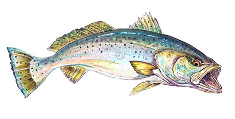 Speckled Trout Painting at PaintingValley.com | Explore collection of Speckled Trout Painting