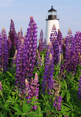 Lupine and Lighthouses - Phytology Flowers / Salida, Colorado