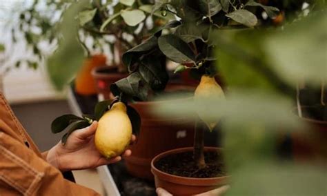 Fertilize Lemon Tree: How To Fertilize Properly?