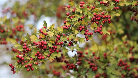 Trees & Shrubs For Bees - Attract Bees