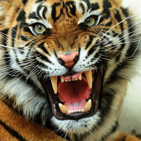 Angry Tiger | Animals beautiful, Angry tiger, Tiger face