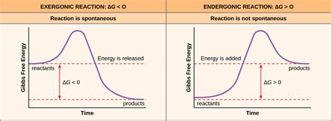 Free and Activation Energy – Principles of Biology