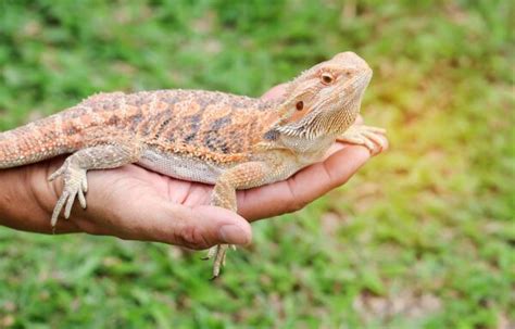 10 Best Bearded Dragon Breeders of 2024: Our Top Picks | Pet Keen