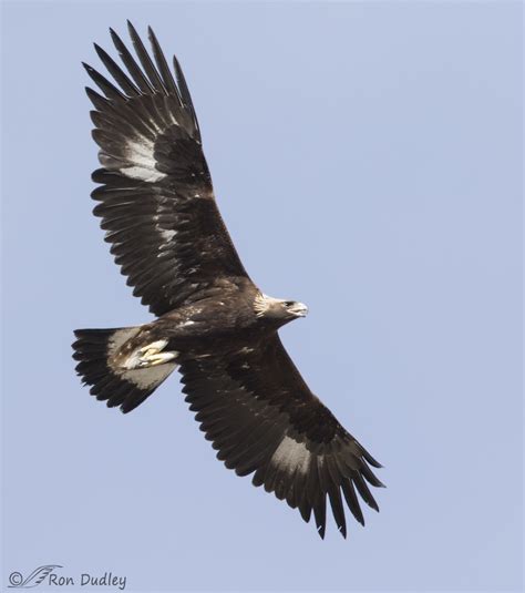 Golden Eagle In Overhead Flight – Feathered Photography